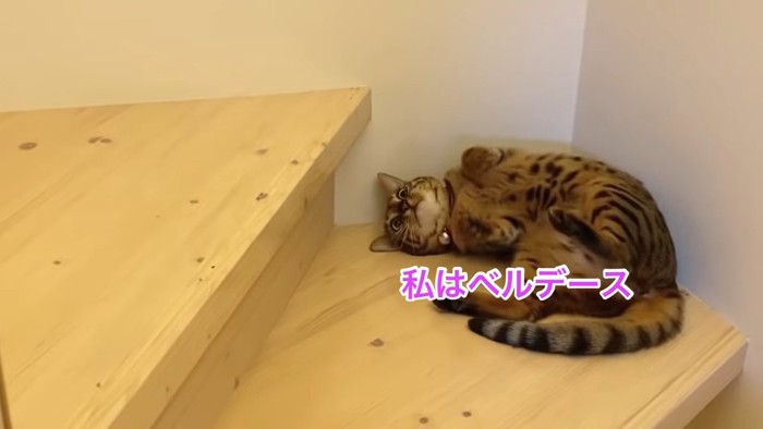 階段で仰向けの猫