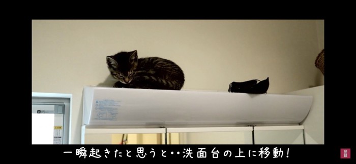 電気の上で座る猫