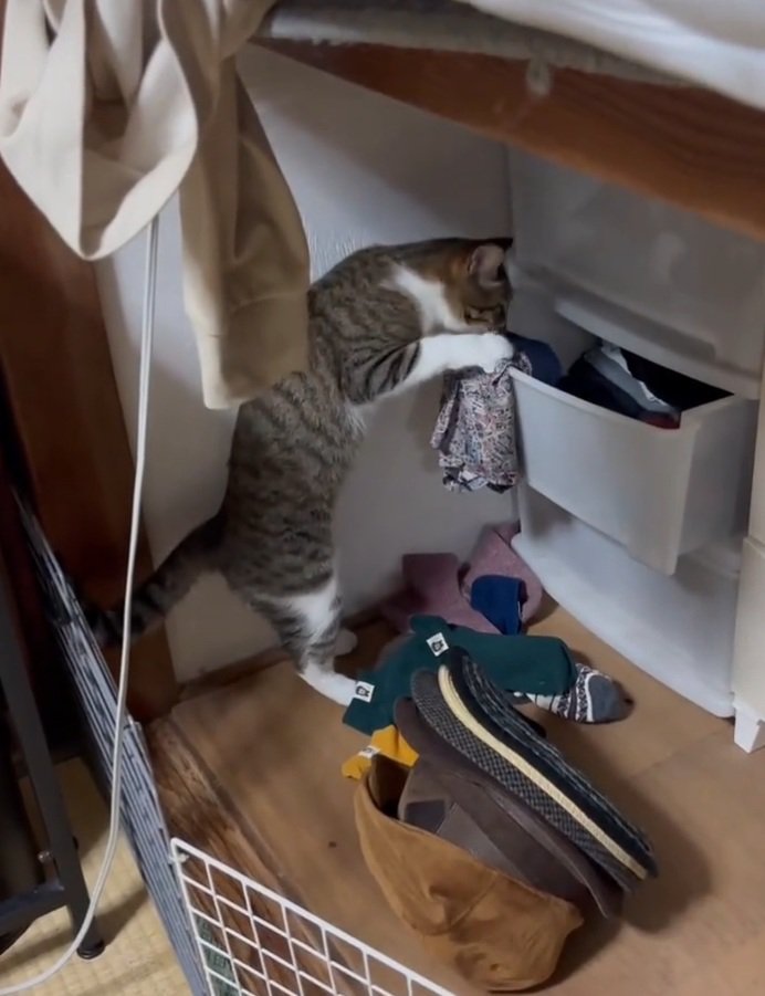 服を掴む猫