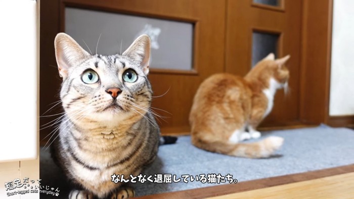 上を見る猫