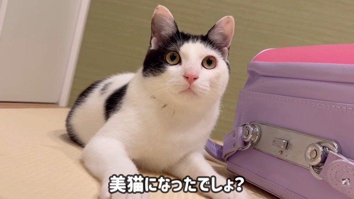 テロップ「美猫になったでしょ？」