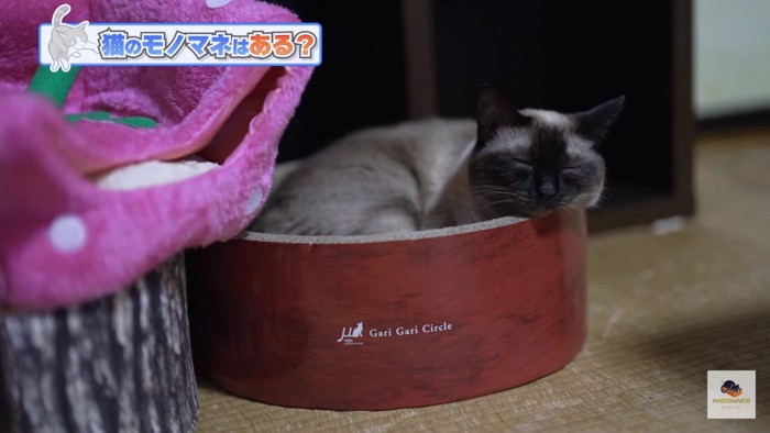 赤いベッドの中のシャム猫