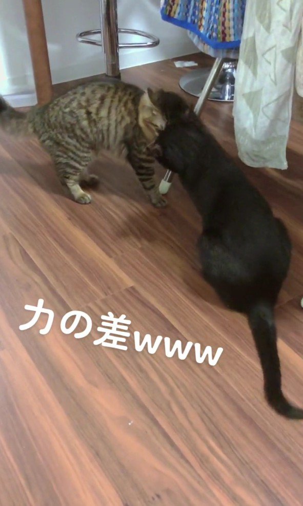猫パンチをする黒ネコ
