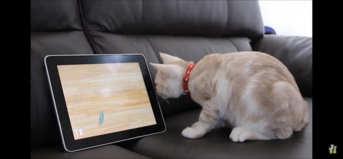 ipadのにおいを嗅ぐ猫