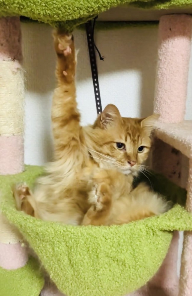 片前足の爪がキャットタワーの天井に引っかかって動けなくなった猫
