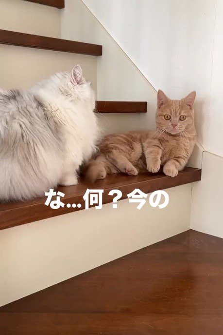 ミヌエットに怒られて固まるマンチカン