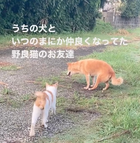 年老いたわんこに近づいていく野良猫さん