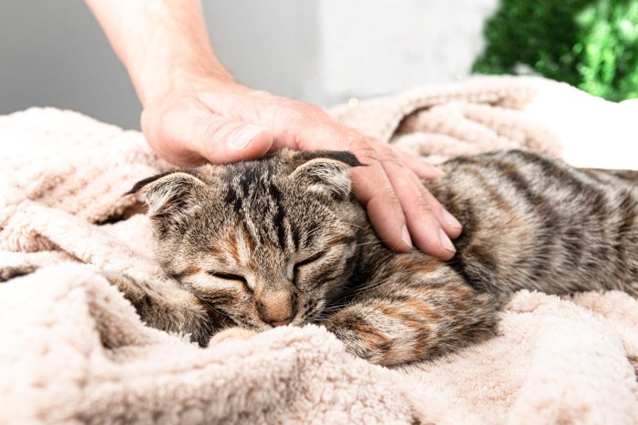 毛布の上で腹ばいになって撫でられる猫