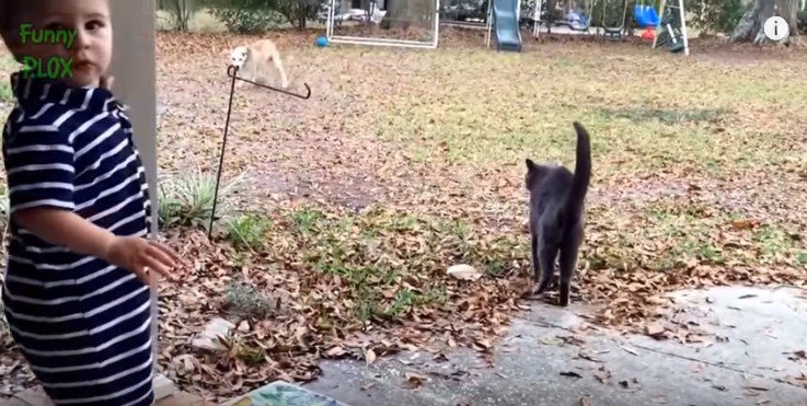 遠くの犬を見る猫