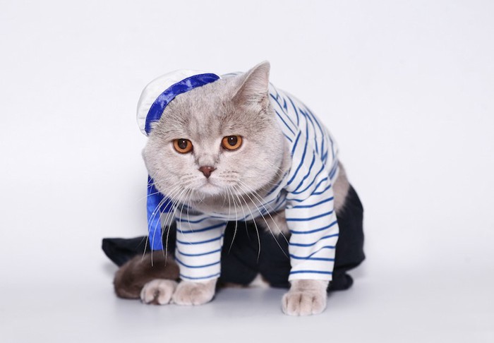 洋服を着せられて嫌そうな猫