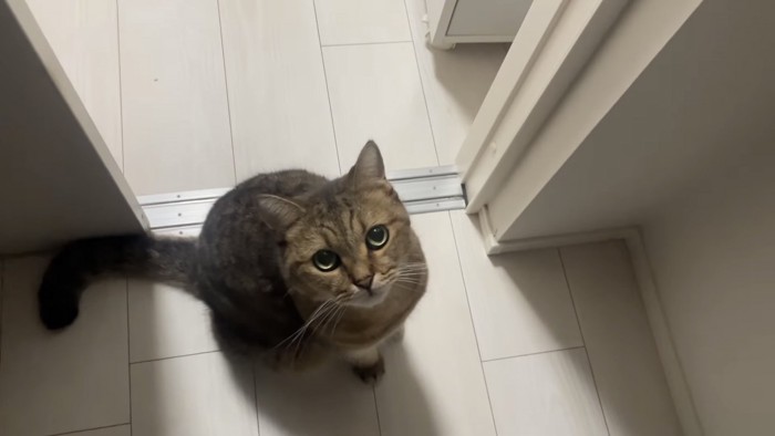 見上げる猫の写真3