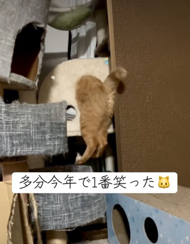 足をつけて休憩する猫