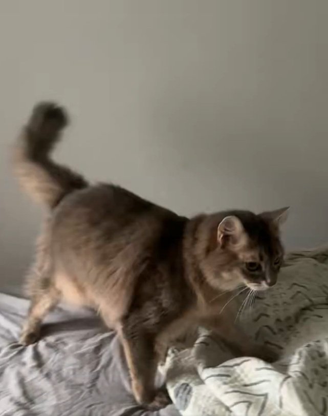 起きるのを待つ猫