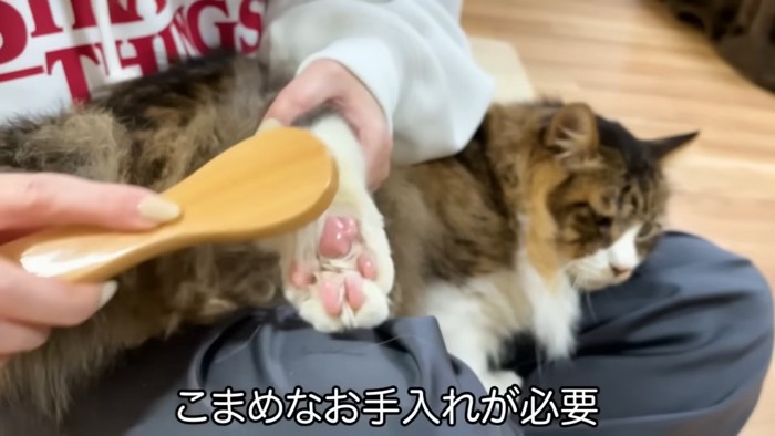 肉球を磨かれる猫