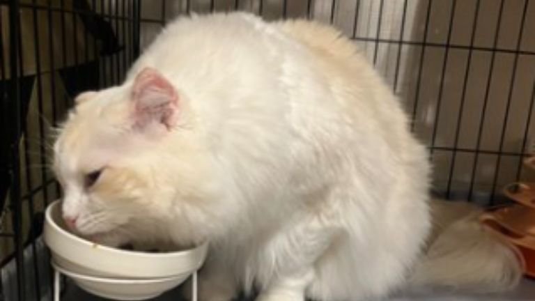 ご飯を食べる猫