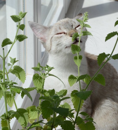 マタタビの匂いでうっとりする猫