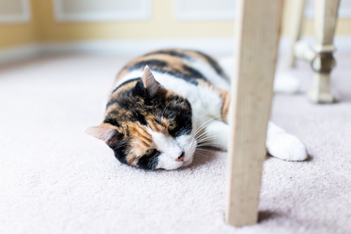 何となく沈んだ表情の猫
