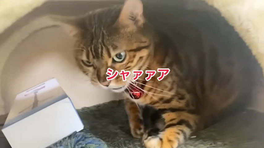 威嚇するベルちゃん