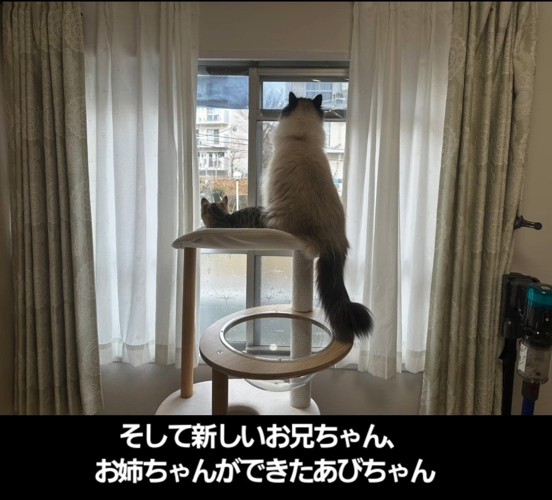 キャットタワーに乗る子猫と成猫