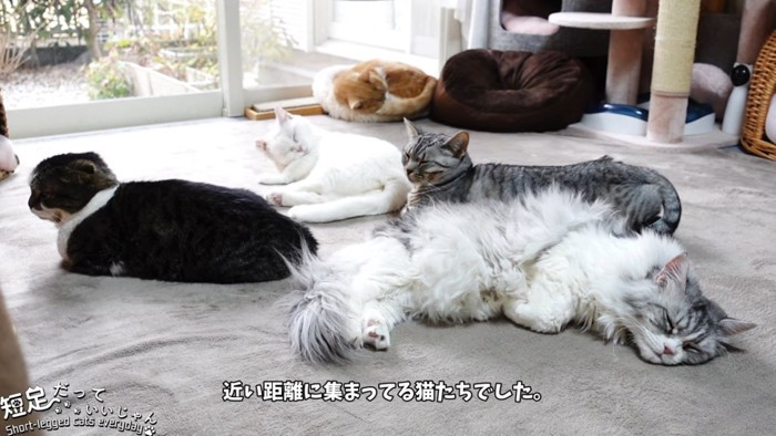 5匹の猫