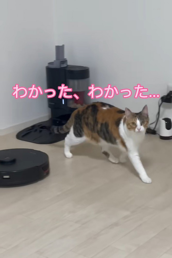 歩く猫