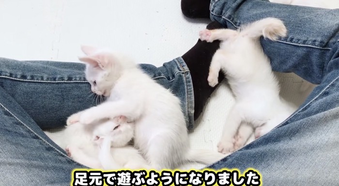 足元で遊ぶ子猫たち