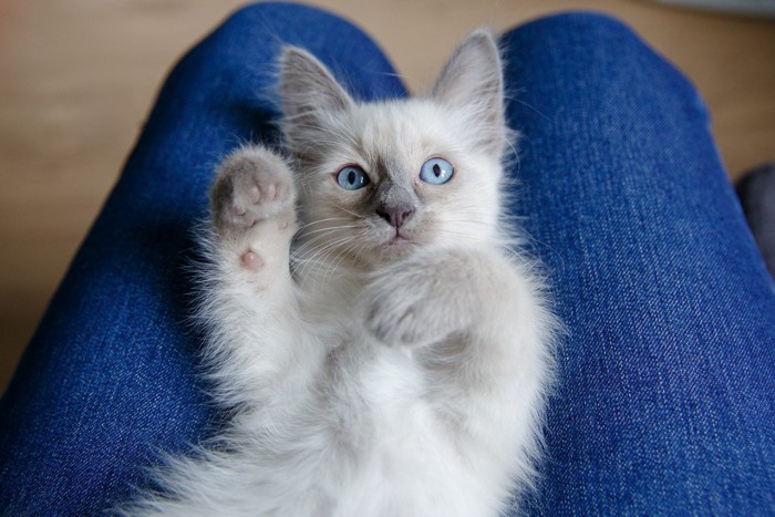 膝の上で仰向けになる子猫