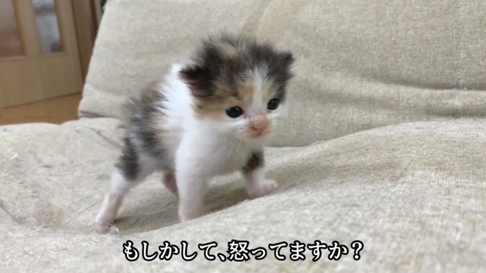 多分お怒りの子猫