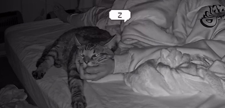 寝ている飼い主と猫