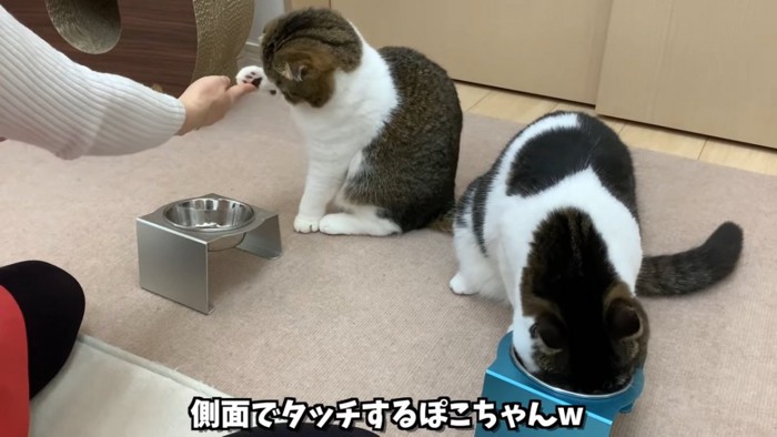 前足で横からタッチする猫