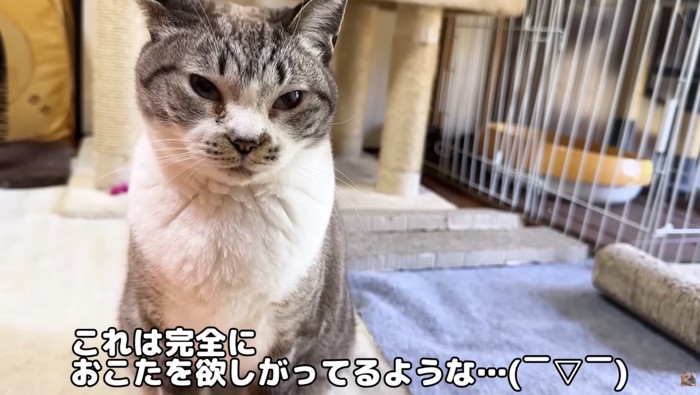 リノちゃんの圧