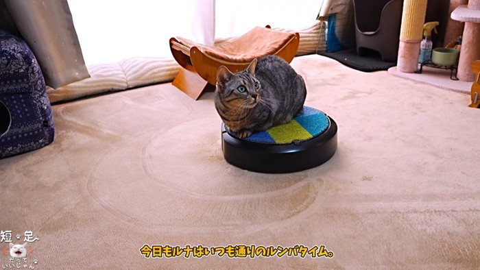 ロボット掃除機に乗る猫