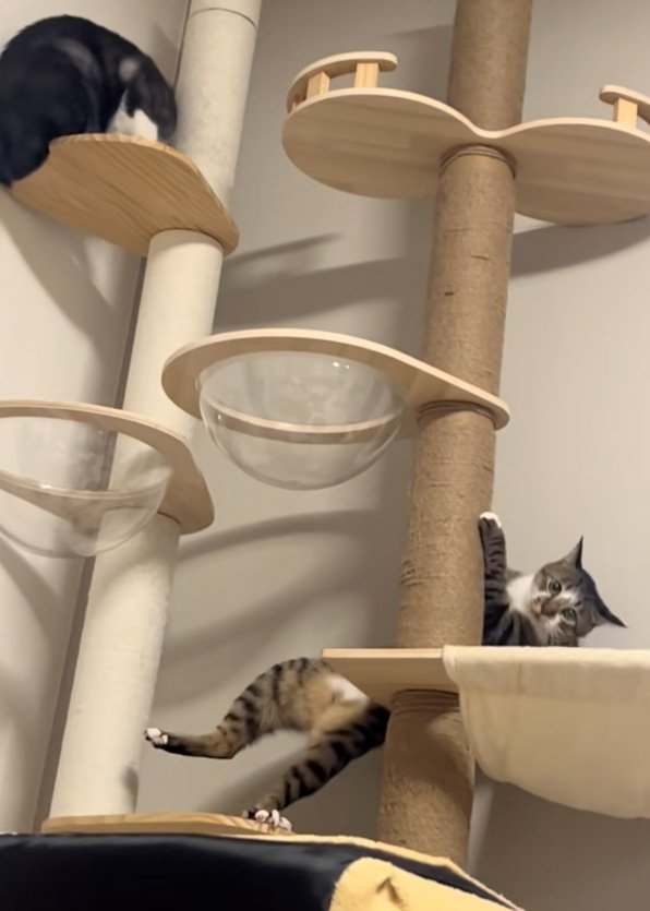 バランスを崩す猫