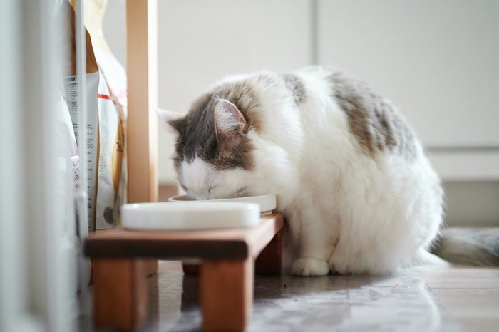 食べる猫