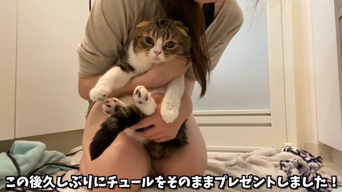 抱っこされる猫