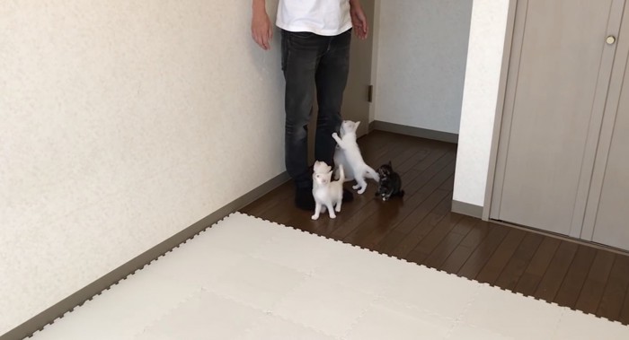 足にまとわりつく子猫