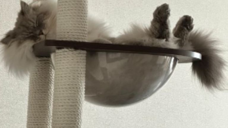 寝ている猫