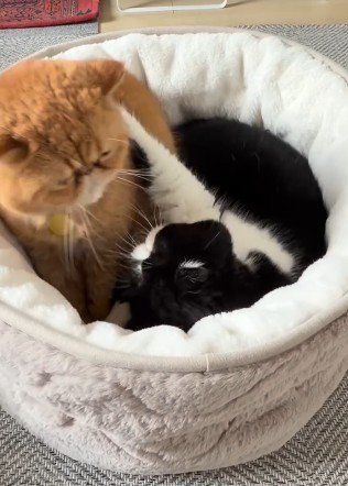 ベッドの中でケンカを始める2匹の猫