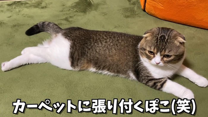 寝そべる猫