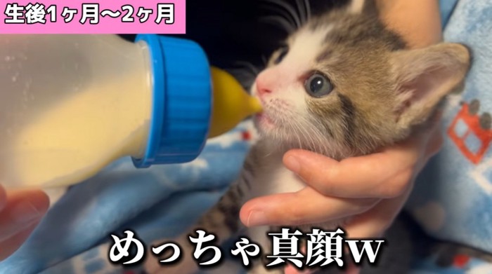 ミルクを飲む子猫