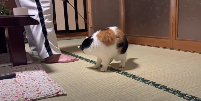 遊ぶ猫2