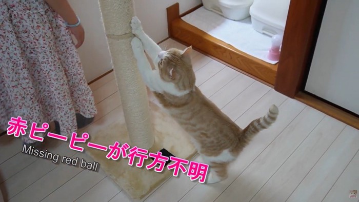 爪を研いでいる猫