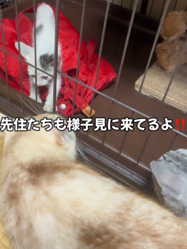 成猫に見られる子猫