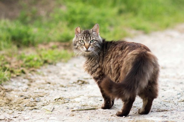 振り返るタヌキのような猫