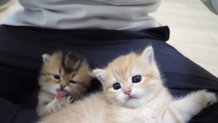 飼い主さんの膝でリラックスし、毛づくろいも