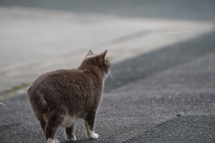 道を歩く猫の後ろ姿