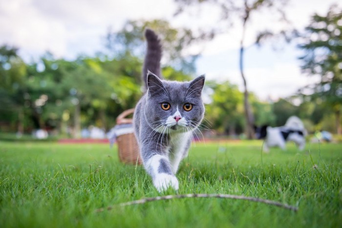 尻尾を立てている猫