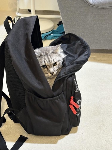 リュックに入った猫