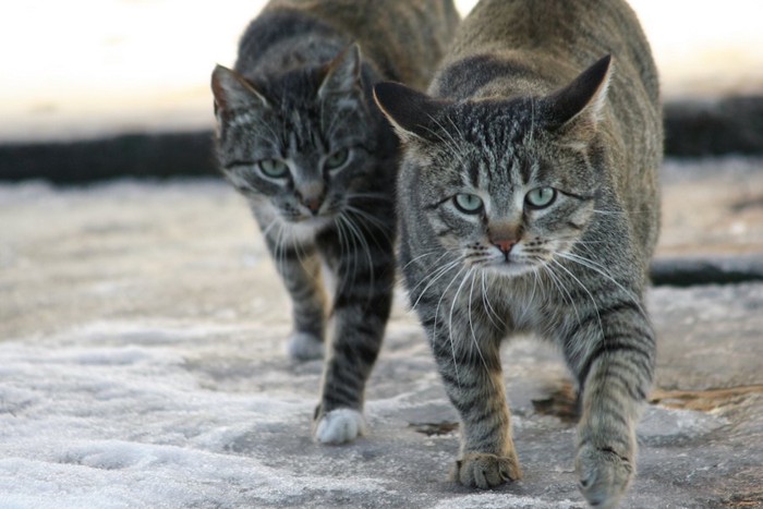 近寄ってくる二匹の猫