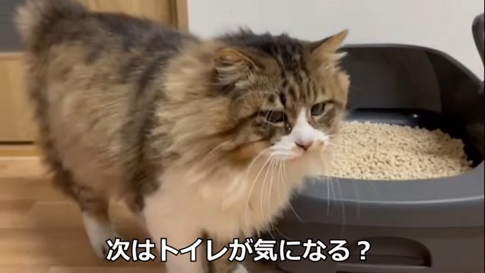 トイレの前にいる猫